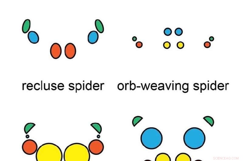 Scientists Trace Ancient Genes Behind Miniature Spider and Insect Eye Evolution