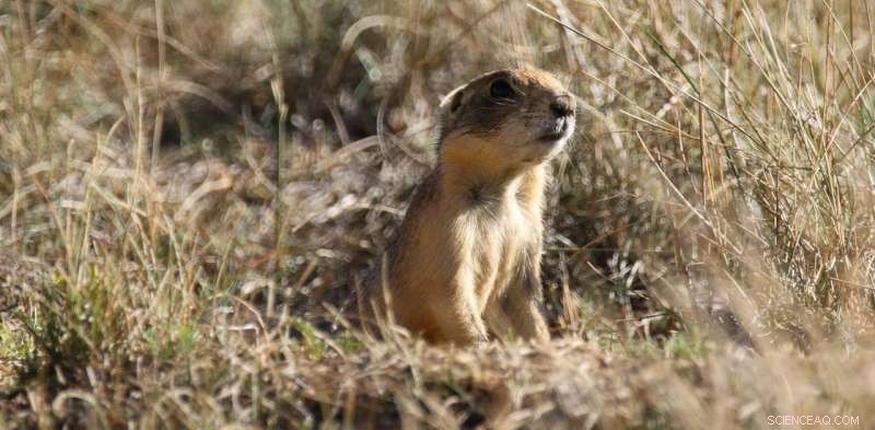 Delegating Endangered Species Act Enforcement to States May Not Strengthen Conservation