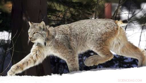 US Declares Canada Lynx No Longer Eligible for Special Protection