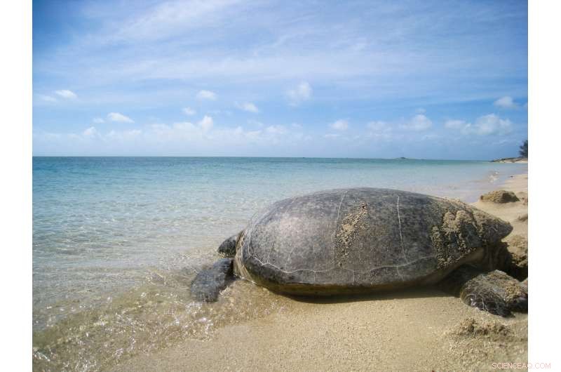 Rising Temperatures Skew Green Sea Turtle Population Towards Females