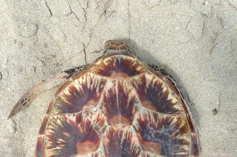 Rising Temperatures Skew Green Sea Turtle Population Towards Females