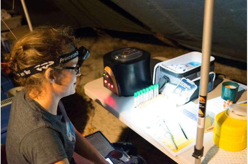 Rising Temperatures Skew Green Sea Turtle Population Towards Females