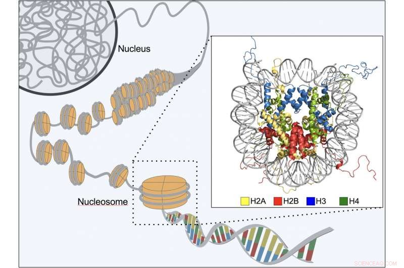 Unveiling the Nanoscopic Lock: How Chromatin Shapes Gene Function
