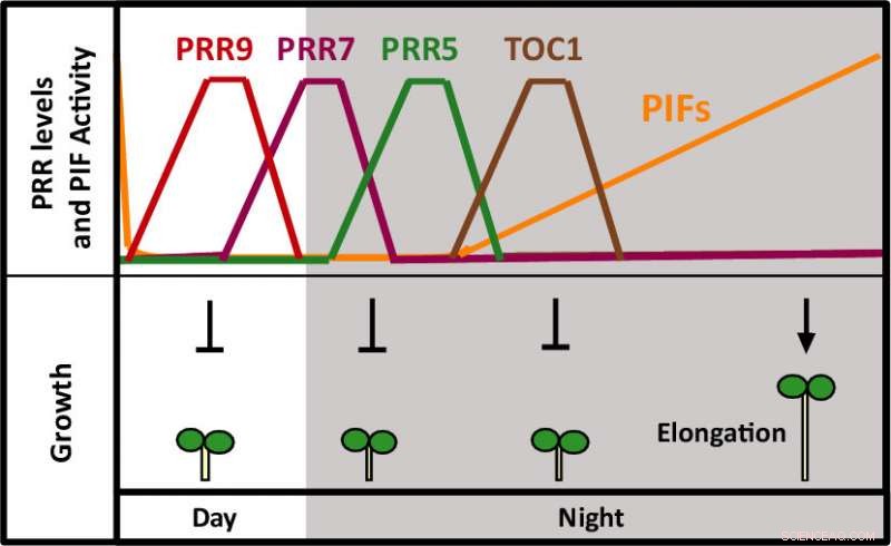 How the Circadian Clock Regulates Plant Growth