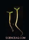 How the Circadian Clock Regulates Plant Growth
