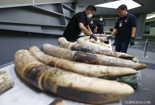 Thailand Seizes $469k Elephant Ivory, Curbing Illegal Trade
