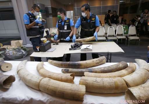 Thailand Seizes $469k Elephant Ivory, Curbing Illegal Trade