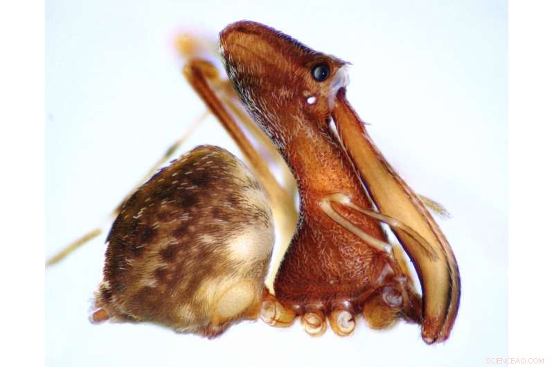 Scientists Uncover 18 New Pelican Spiders in Madagascar, Revealing Spider‑Hunting Diversity