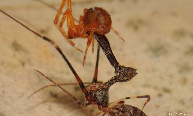 Scientists Uncover 18 New Pelican Spiders in Madagascar, Revealing Spider‑Hunting Diversity