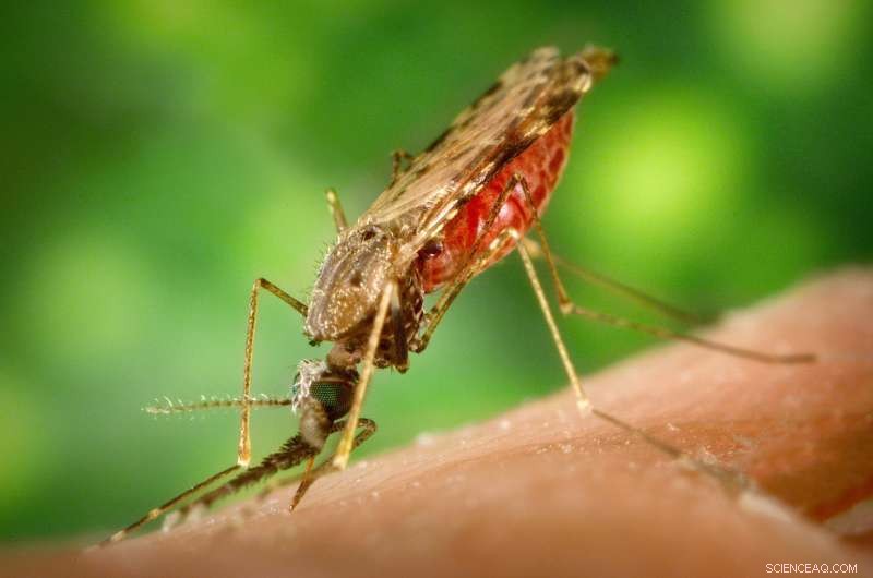 Malaria Parasite Prepares Genetic Material for Transmission from Mosquito to Human