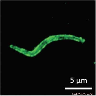 Malaria Parasite Prepares Genetic Material for Transmission from Mosquito to Human
