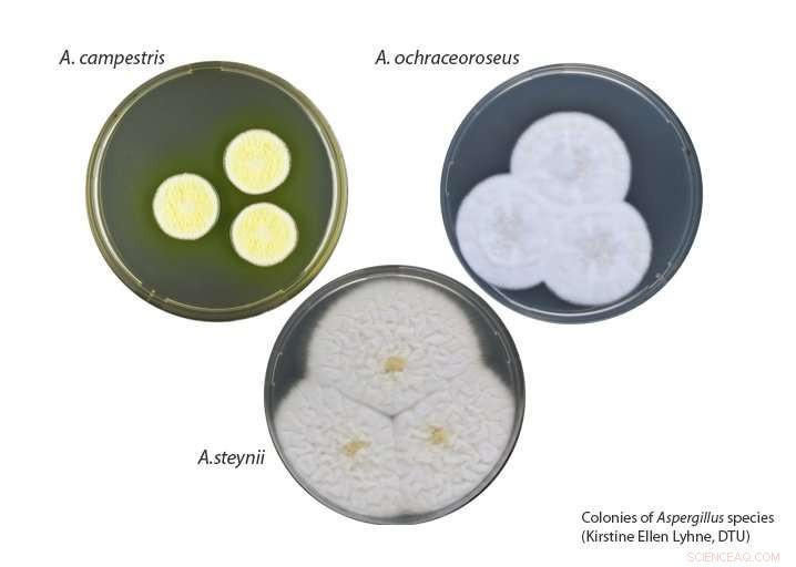 Genomic Insights into Aspergillus Species: A Focused Comparative Study