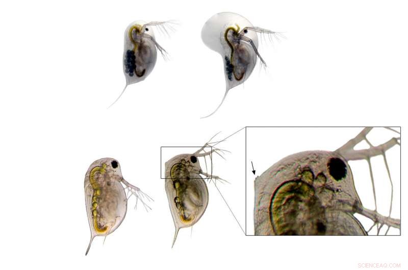 Rising CO₂ Poses Risks to Freshwater Ecosystems, New Study Finds
