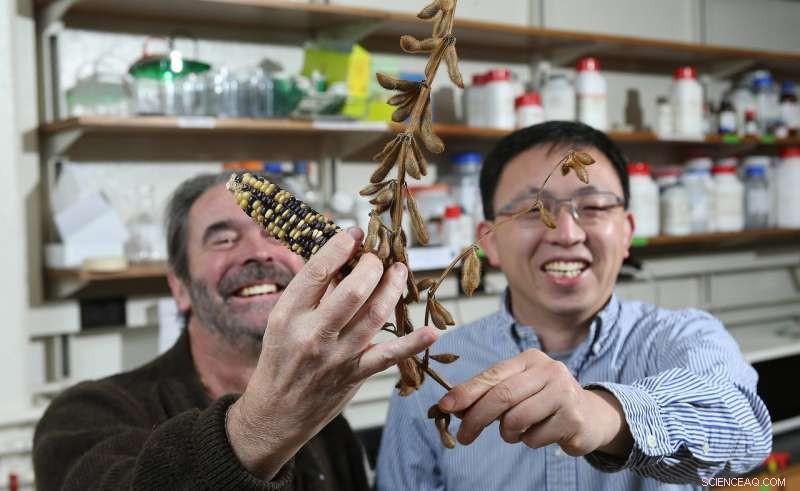 New Study Reveals Key Differences in the Evolution of Major Crop Genomes