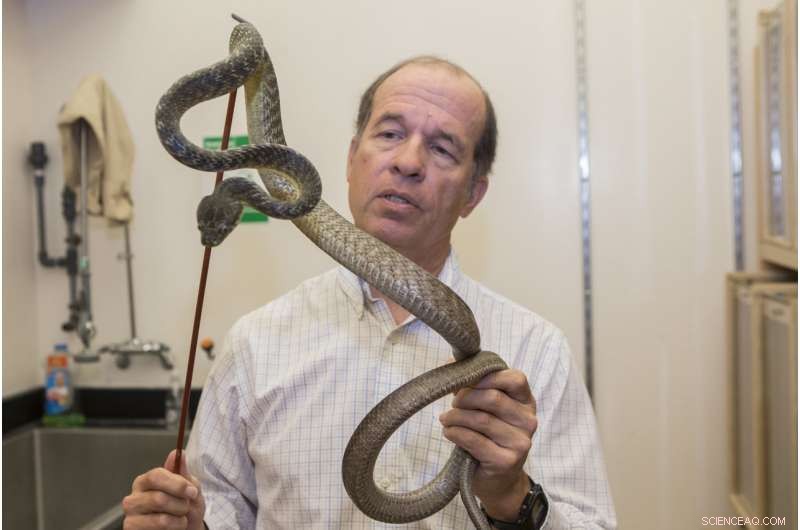 New Study Reveals How Snakes Move Straight, Uncovering a Hidden Superpower