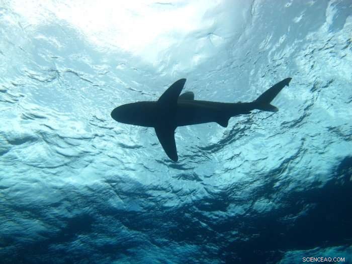 Marine Biologist & Aerospace Engineer Unveil Oceanic Whitetip Shark Behaviors