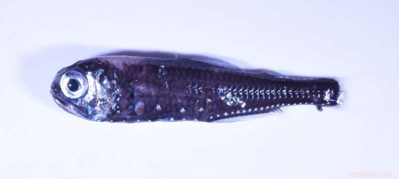 Lanternfish Show How Ocean Warming Alters the Twilight Zone