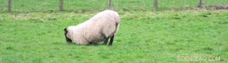 New Smart Sensor Helps Farmers Detect Sheep Lameness Early