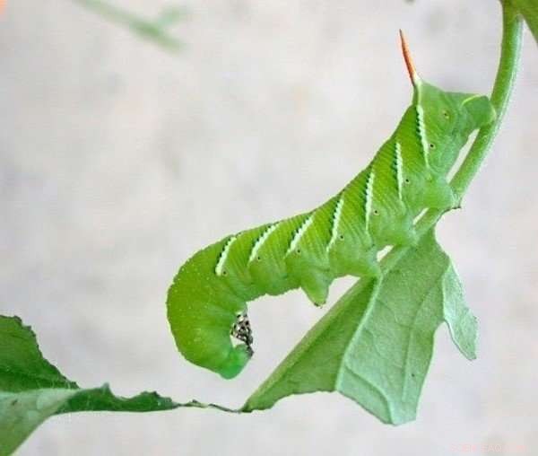 Scientists Unveil Novel Pathway for Plant SOS Signal Production