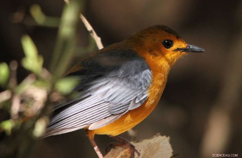 Discover Africa s Master of Birdsong: The Red-Capped Robin-Chat s Unparalleled Vocal Imitation