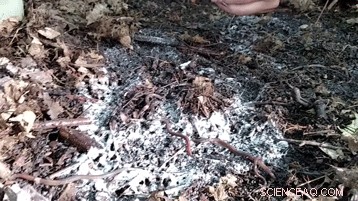 Asian Jumping Worms Invade UW–Madison Arboretum: Limited Impact Yet