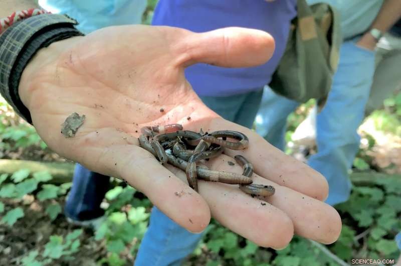 Asian Jumping Worms Invade UW–Madison Arboretum: Limited Impact Yet
