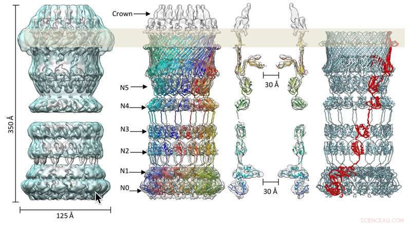 The Secretin Protein Complex: Crown-Like Architecture Revealed