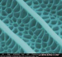 Researchers Craft Ultra‑Fine Nanoscopic Butterfly Wings