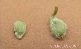 Nano-Agriculture Breakthrough: Tiny Nanoparticles Drive Rapid Plant Growth