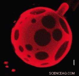 University of Pennsylvania Scientists Create Charged Patchy Molecule-Scale Particles via Self‑Assembly