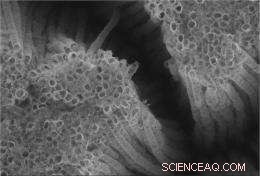 Argonne-Developed Hybrid Solar Cell Promises Affordable Clean Energy