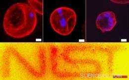 Small Nanoparticles Significantly Enhance Medical Imaging Precision