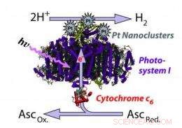 Thermophilic Algae Engineered to Produce High-Temperature Hydrogen: A Breakthrough