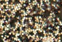 Biofunctionalized Magnetic-Vortex Microdiscs: Cutting-Edge Nanotech Innovation