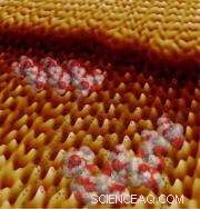 Proteins Guiding Crystal Growth: Step-by-Step Observation with Video