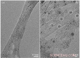 NCEM Delivers High‑Resolution STEM Images of Platinum Nanoparticles on Carbon Nanotubes and DNA