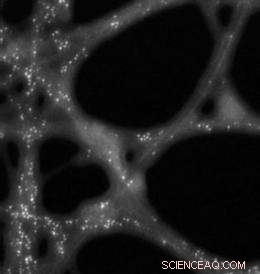 NCEM Delivers High‑Resolution STEM Images of Platinum Nanoparticles on Carbon Nanotubes and DNA