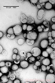 New Nanoparticle Cocktail Targets Cancer Cells with Precision