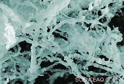 Researchers Measure How Nanoparticles Influence Protein Behavior