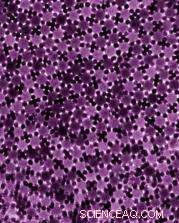 Revealing Quasi-Crystalline Order at the Nanoscale