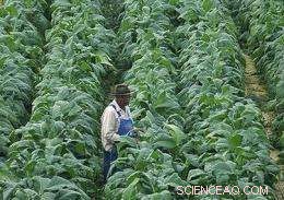 Scientists Cultivate Solar Cell Components Using Tobacco Plants