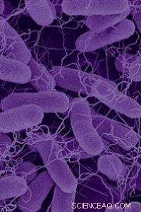 Nanofactories: Innovative, Antibiotic‑Free Solutions to Halt Bacterial Infections
