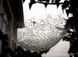 How Spiders Harvest Atmospheric Water: Lessons for Dew Collection