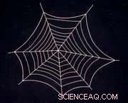 MIT Uncovers the Secret Structure Behind Spider Silk’s Super Strength