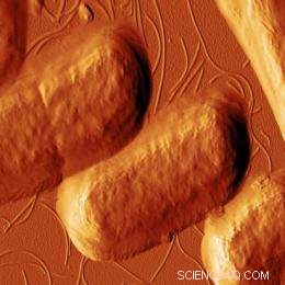 Revolutionary Microscopy Technique Delivers Real-Time, High-Resolution Insights into Cellular Dynamics