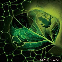 Scientists Convert Solar Energy into Sugars Using Frog-Inspired Foam