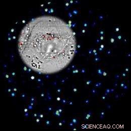 Gold‑Silver Nanocages Enable Ultrasensitive Imaging for Early Disease Detection