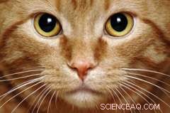 Cat Brain Research Paves Way for Advanced Bio‑Computing