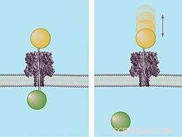 Molecular Rulers and Ice Fishing: Advanced Techniques for Nanopore Characterization