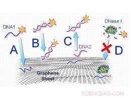 Rapid, Selective Graphene–DNA Biosensor – Easy Fabrication